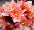 AZALEA APRICOT BEAUTY -DECIDUOUS